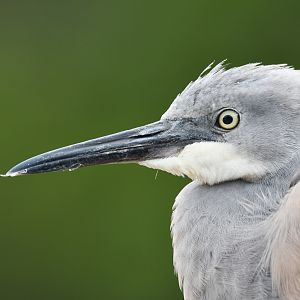 White-faced Heron (juvenile)
