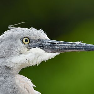 White-faced Heron (juvenile)