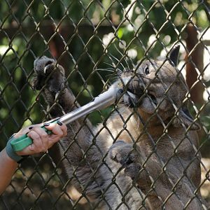 Florida Panther - female Athena
