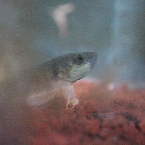 Spotted betta (Betta picta) - PCBA