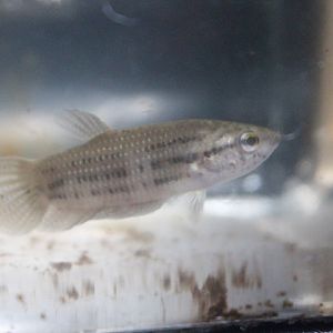 Edith's betta (Betta edithae) - PCBA