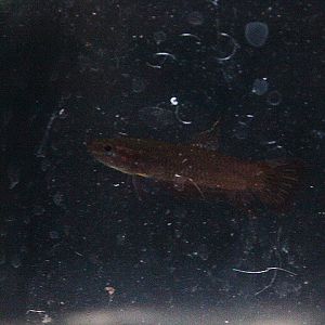 Red wine betta (Betta coccina) - PCBA