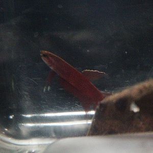 Fire betta (Betta sp. 'api-api') - PCBA