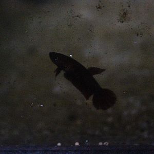 Jade betta (Betta iaspis) - PCBA