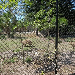South American Trail - Capybara and Baird's tapir