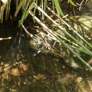 yellow-headed temple turtle (Heosemys annandalii)