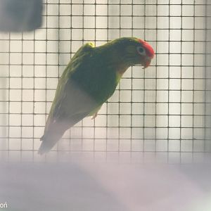 Varied Lorikeet (Psitteuteles versicolor), October 2025