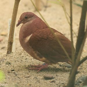 Lesser Antilles Ruddy Quail-Dove (Geotrygon montana martinica), October 2025