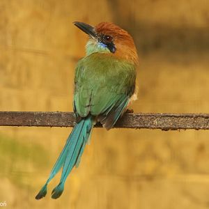 Russet-crowned Motmot (Momotus mexicanus), October 2025