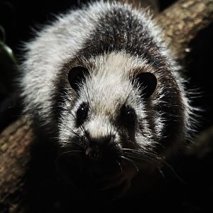 Northern Luzon Giant Cloud Rat (Phloeomys pallidus)