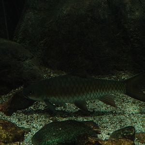 Neolissochilus, Zoo Negara