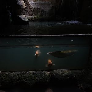 One of many tanks in the aquarium building