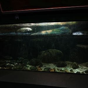 One of many tanks in the aquarium building