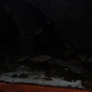 One of many tanks in the aquarium building