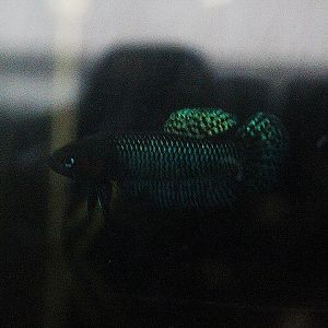 Hendra's betta (Betta hendra) - PCBA
