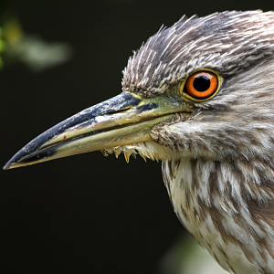 Black-crowned night heron