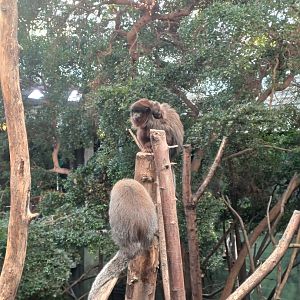 Red Titi Monkey Family
