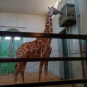 Giraffe