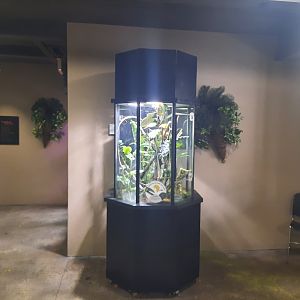 Madagascar - Giant Day Gecko Exhibits