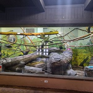 Madagascar - Ring Tailed/Mongoose Lemur