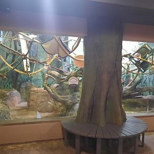 Madagascar - Red Ruffed Lemur