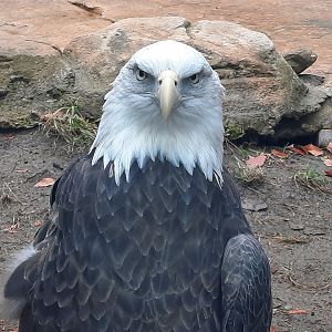Bald Eagle Eye Contact