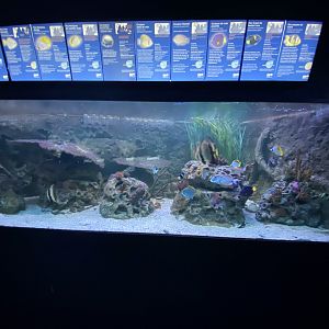 Reef aquarium