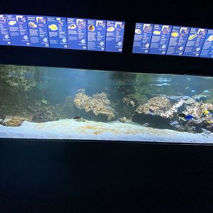 Reef aquarium 2