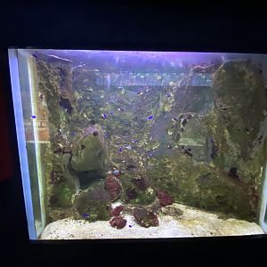 Reef aquarium 4