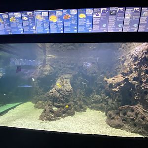 1st view of reef aquarium 5