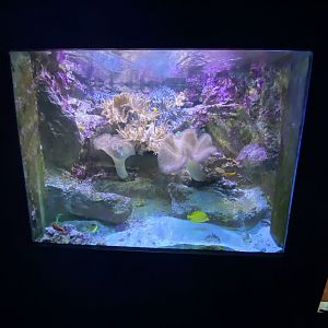 Reef aquarium 6