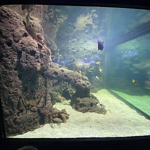 2nd view of reef aquarium 5