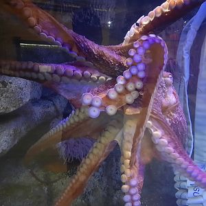 Giant Pacific Octopus