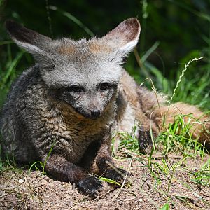 Bat-eared fox