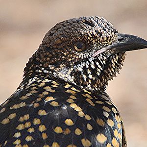 Western bowerbird
