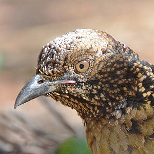 Western bowerbird 1