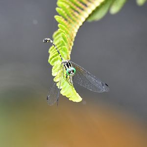 Common Archtail