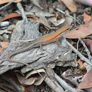 Orange-flanked Rainbow Skink (Carlia rubigo)
