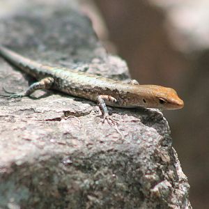 Saxicoline Sun Skink (Lampropholis mirabilis)