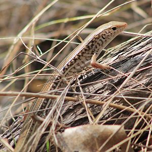 Eastern Striped Skink (Ctenotus robustus)