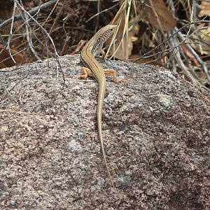 Eastern Striped Skink (Ctenotus robustus)