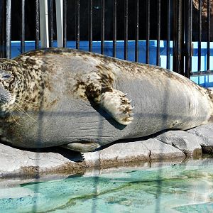 Western Pacific Harbour Seal (Phoca vitulina stejnegeri) February 23, 2025
