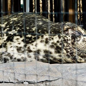 Western Pacific Harbour Seal (Phoca vitulina stejnegeri) February 23, 2025