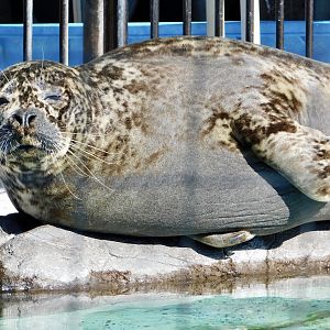 Western Pacific Harbour Seal (Phoca vitulina stejnegeri) February 23, 2025