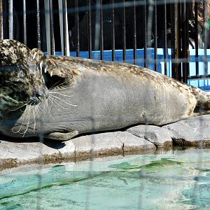 Western Pacific Harbour Seal (Phoca vitulina stejnegeri) February 23, 2025
