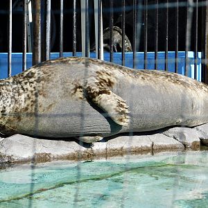 Western Pacific Harbour Seal (Phoca vitulina stejnegeri) February 23, 2025