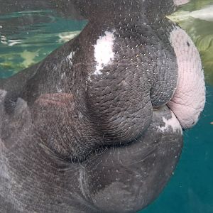 Amazonian Manatee(Junto)