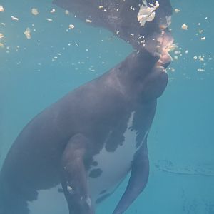 Amazonian Manatee(Junto)