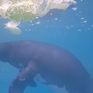 Amazonian Manatee(Junto)