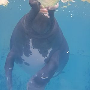 Amazonian Manatee(Junto)
